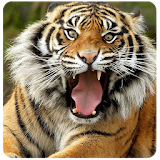 Tiger Wallpapers HD icon
