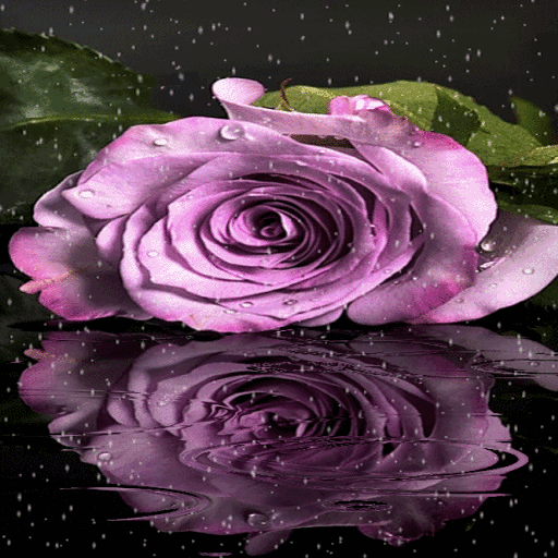 Purple Rainy Flower LWP  Icon