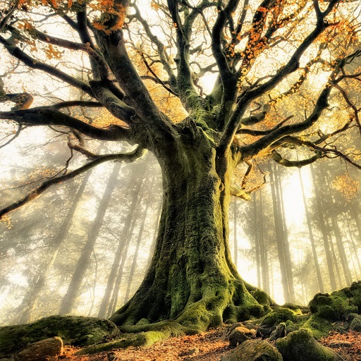 Tree Wallpapers logo
