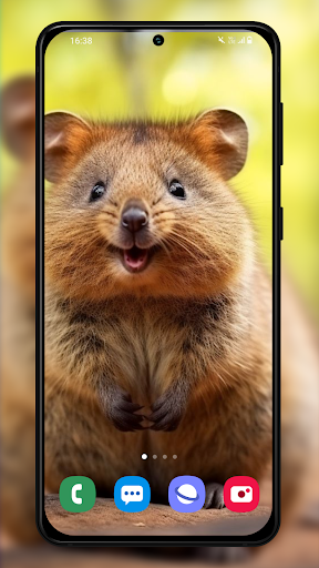 Quokka Wallpapers Backgrounds Screen 3
