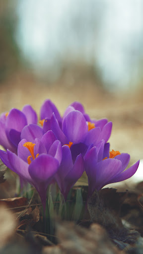 Android application Crocus Wallpaper screenshort