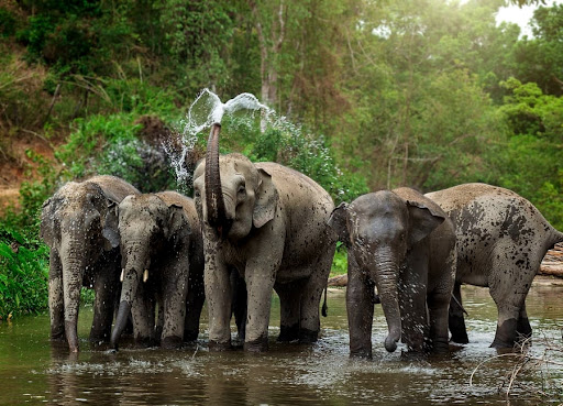 Android application Elephant animal info screenshort