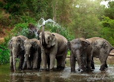 Elephant animal infoのおすすめ画像1