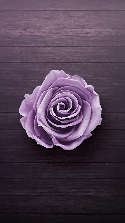 purple rose wallpaper by woodenboxlwp - (Android Apps) — AppAgg