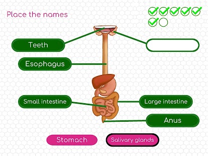 BodyQuest: Anatomy for kids Screenshot