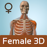 Female Anatomy 3D - Anatronica icon