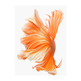 6S OrangeFish LiveWallpaper icon
