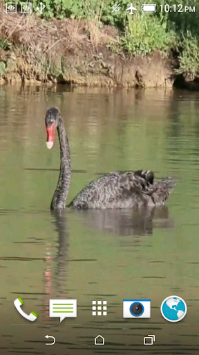 Android application Black Swan Video Wallpaper screenshort