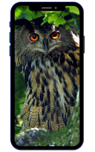 Hình nền Owl HD