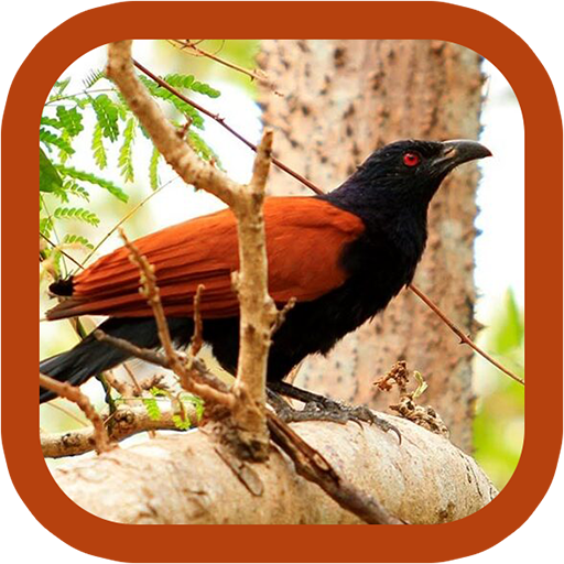 Coucal Sounds 1.0.0 Icon