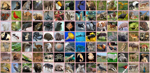 100 Animal sounds & pictures - Izinhlelo zokusebenza ku-Google Play