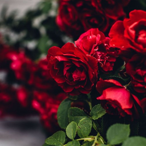 Rose Wallpapers Logo