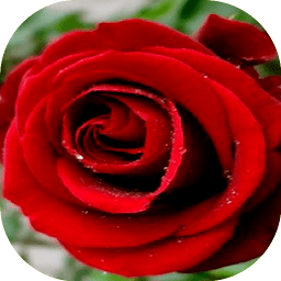Icon image Flowers and roses Gif