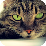 Jigsaw Puzzle Little Cats icon