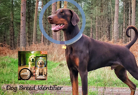 Pup Identifier: Dog Breeds