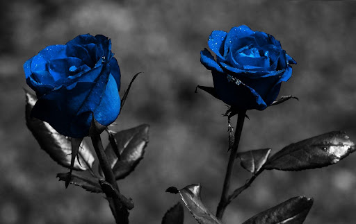 Blue Rose Wallpapers 1
