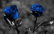 Blue Rose Wallpapersのおすすめ画像1
