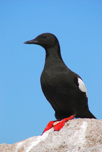 Black Guillemot Bird Wallpaper