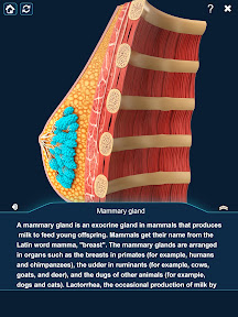 Breast Anatomy Pro. screenshot