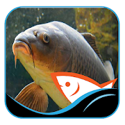 Best bait Goldfish