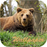 Bear Wallpaper HD icon