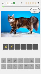 猫の品種：子猫に関する写真クイズ。 すべての品種を推測します