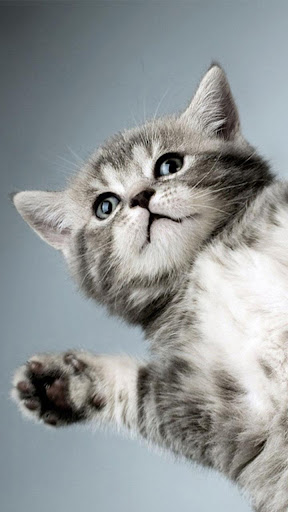 Kitty Cat Live Wallpaper Screen 3