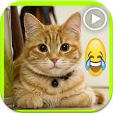 فيديوهات قطط مضحكة icon