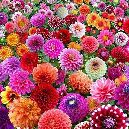 Flowers Wallpaper 4K logo
