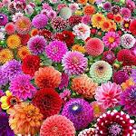 Cover Image of ดาวน์โหลด Flowers Wallpaper 4K  APK