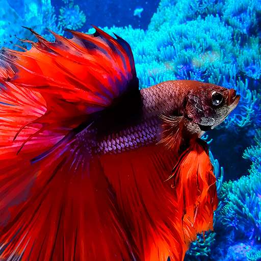 Fish images logo