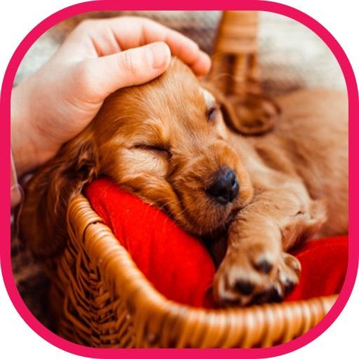 Cute Dog Images & Wallpapers logo