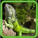 Cover Image of Download Lizards Jungles HD  APK