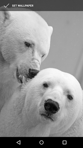 Polar Bear Wallpapers Screen 3