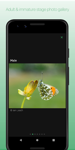 iRecord Butterflies Screen 3