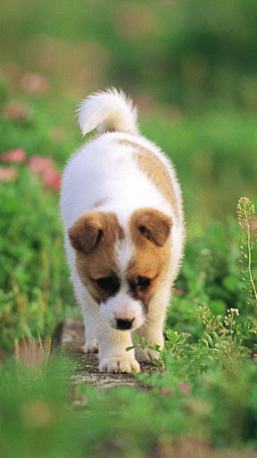 Puppy Live Wallpaper Screen 2