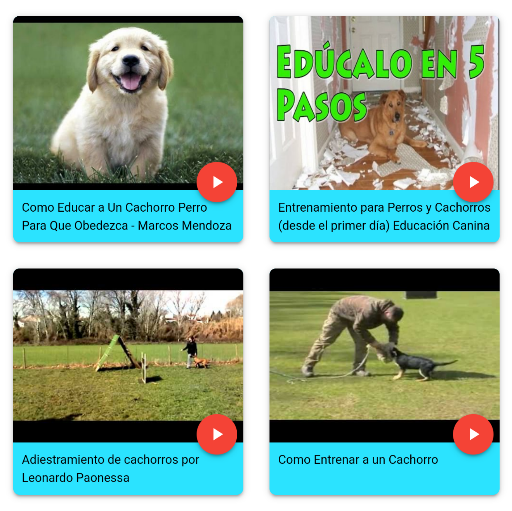 How to educate your dog.