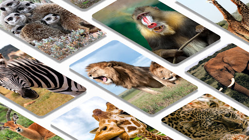 Wild Africa animals themes Screen 2
