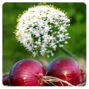 Onion Cultivation IIHR