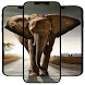 象の壁紙 - Androidアプリ
