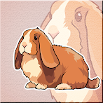 Mini Lop Rabbit Escape