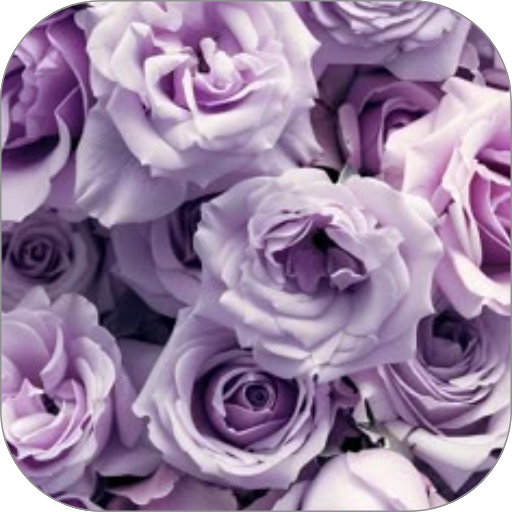 Lavender Rose WalL