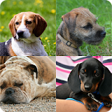 Guess The Dog Breed Quiz icon