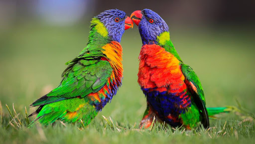 Rainbow Lorikeet Wallpapers Screen 3
