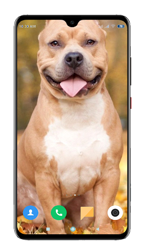 Pitbull Dog Wallpaper Hd By Footballtech Google Play Japan Searchman App Data Information