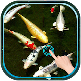 Magic Touch Koi Fish icon