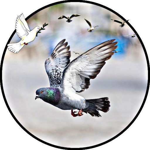 pigeon wallpaper hd 4k Download on Windows