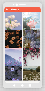 Flower-HD4k Wallpapers
