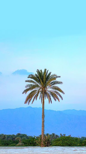 Android application palm tree background screenshort