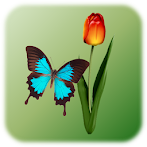 Butterfly Tap